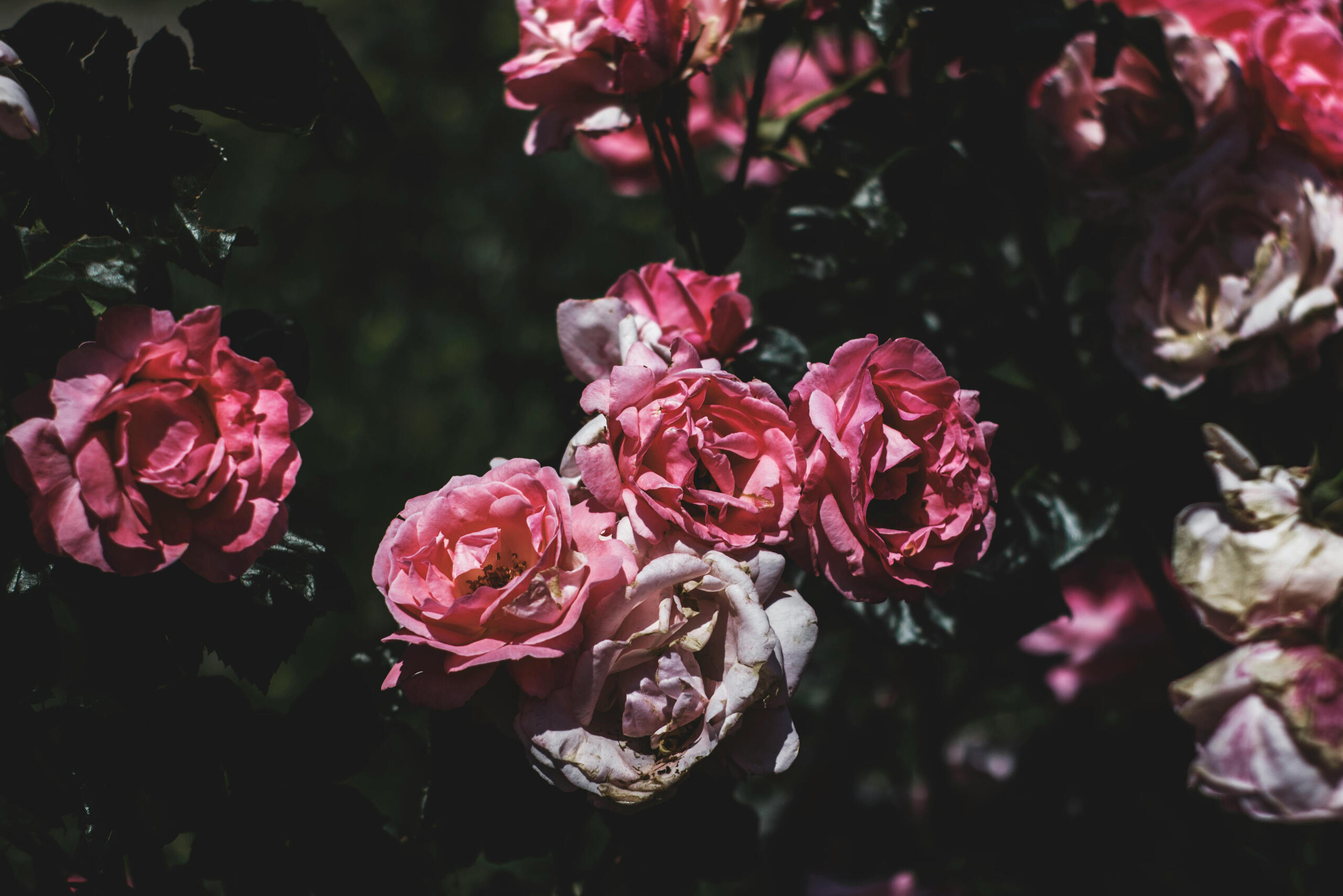 peony